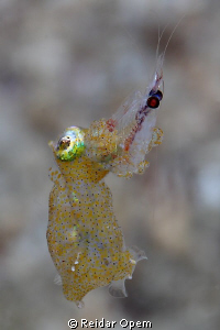 Pygmy squid hunting a rock pool shrimp by Reidar Opem 